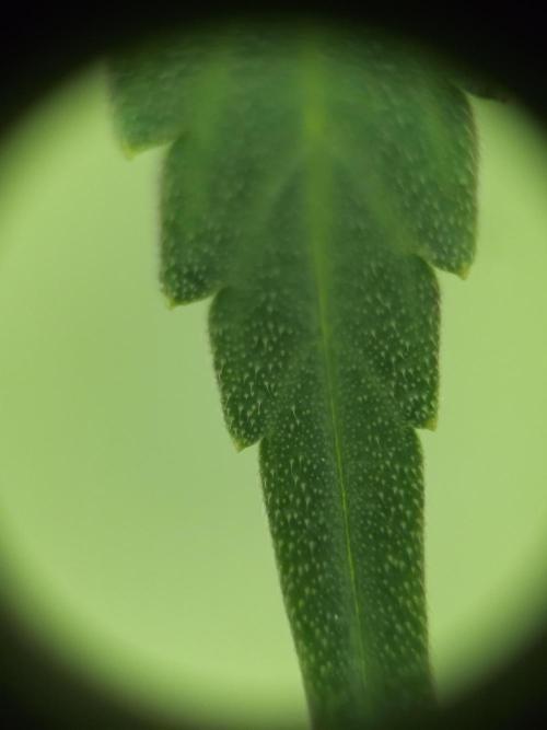 It's going tropical! Papayton - Fastbuds. Week 10