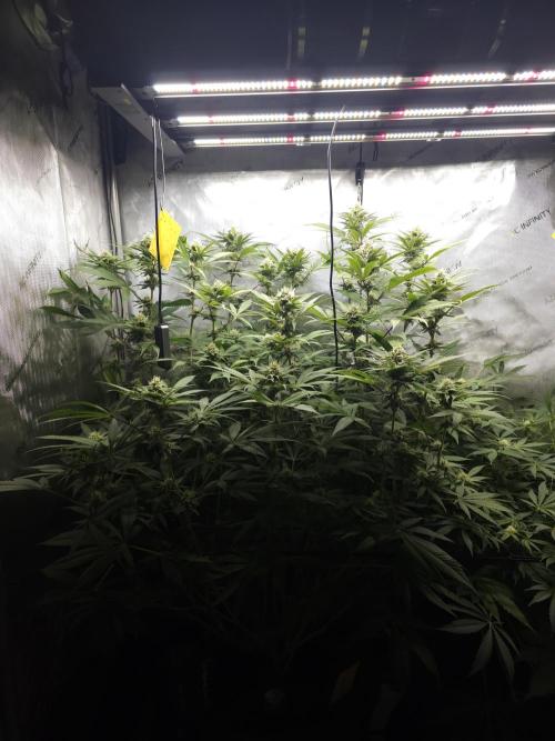 It's going tropical! Papayton - Fastbuds. Week 11