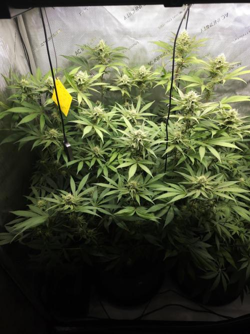 It's going tropical! Papayton - Fastbuds. Week 11