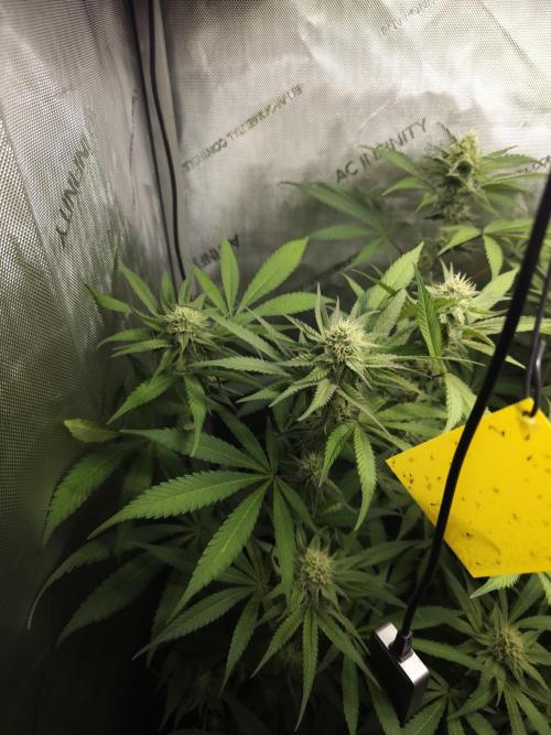 It's going tropical! Papayton - Fastbuds. Week 11