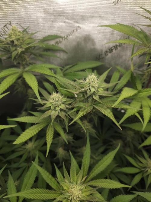 It's going tropical! Papayton - Fastbuds. Week 11