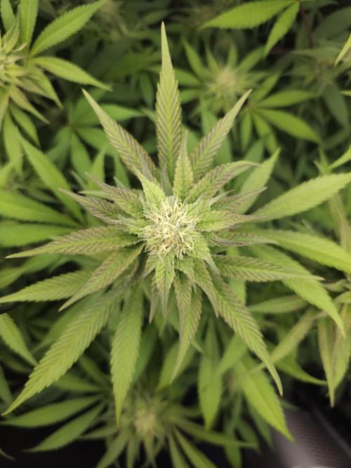 It's going tropical! Papayton - Fastbuds. Week 11