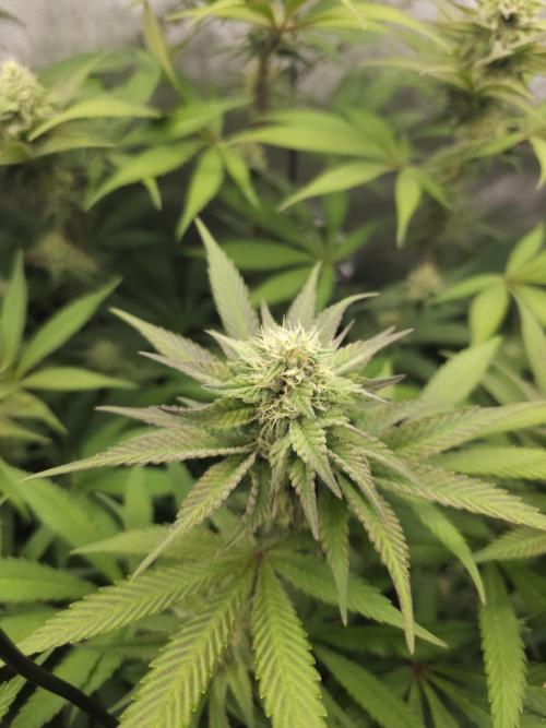 It's going tropical! Papayton - Fastbuds. Week 11