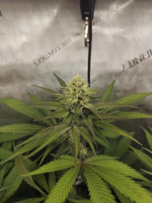 It's going tropical! Papayton - Fastbuds. Week 11