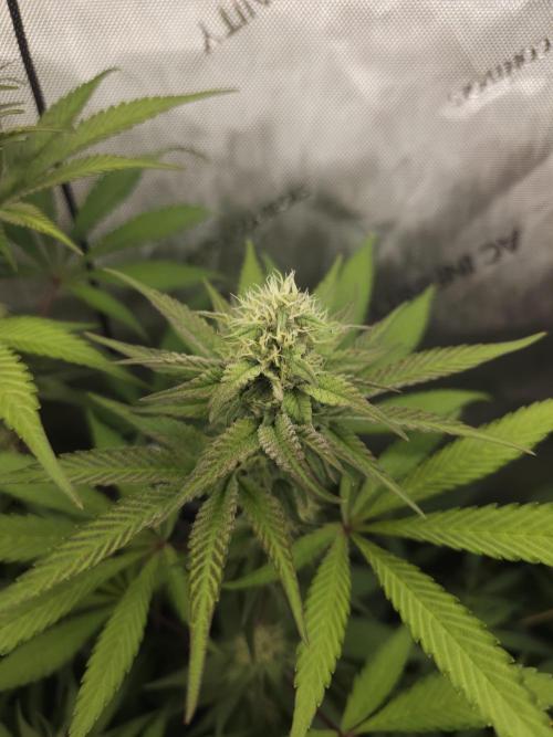 It's going tropical! Papayton - Fastbuds. Week 11