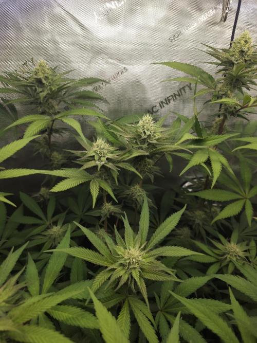 It's going tropical! Papayton - Fastbuds. Week 11