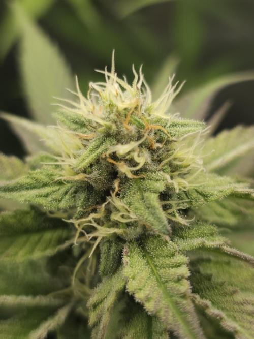 It's going tropical! Papayton - Fastbuds. Week 11