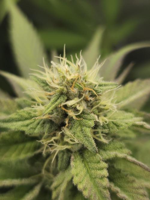 It's going tropical! Papayton - Fastbuds. Week 11