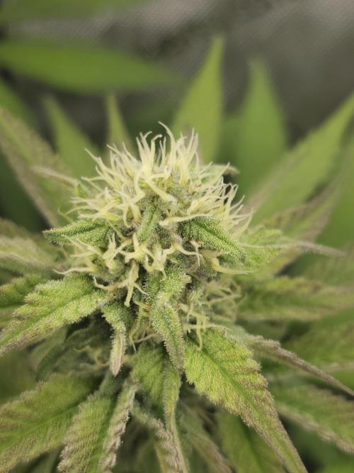 It's going tropical! Papayton - Fastbuds. Week 11