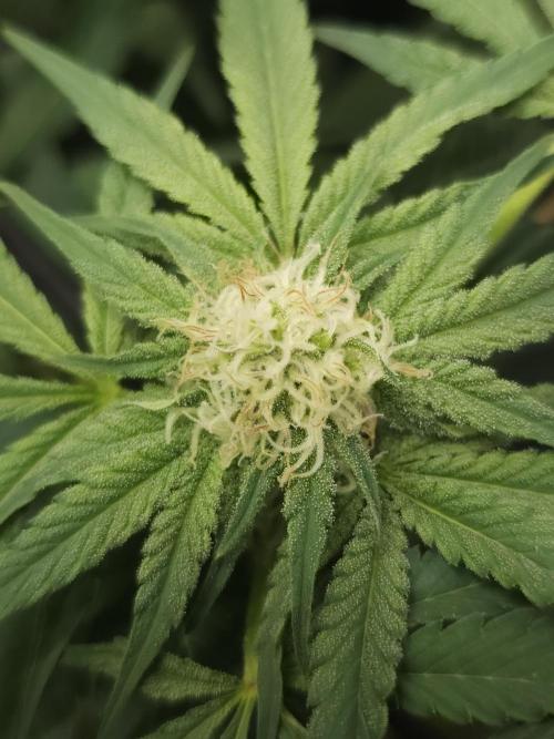 It's going tropical! Papayton - Fastbuds. Week 11