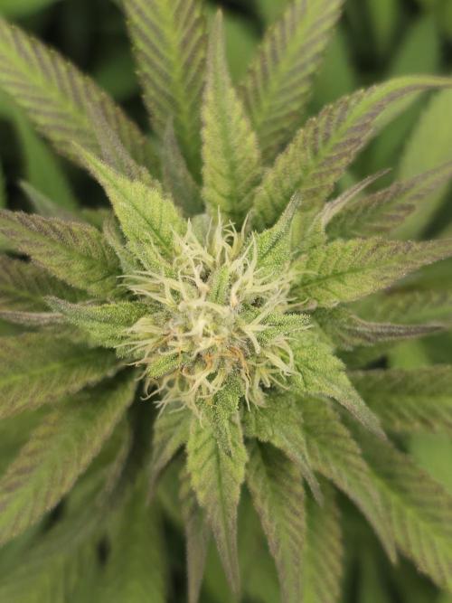 It's going tropical! Papayton - Fastbuds. Week 11