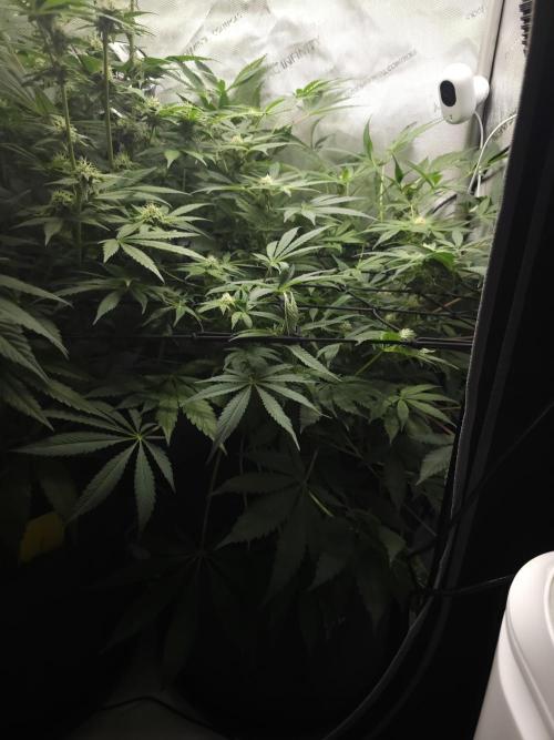 CBD is GREAT! Gush Mints 1:1 - PCG. Week 11