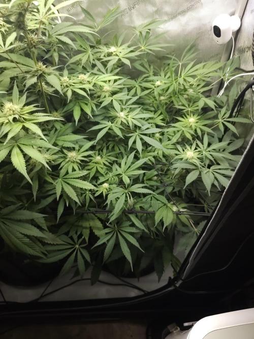 CBD is GREAT! Gush Mints 1:1 - PCG. Week 11