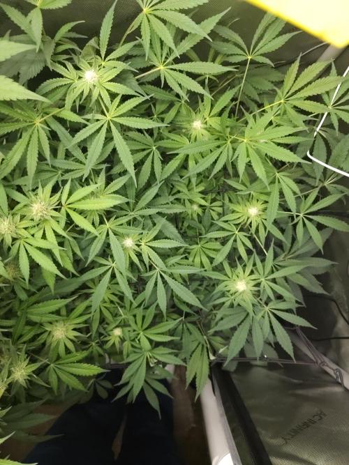 CBD is GREAT! Gush Mints 1:1 - PCG. Week 11