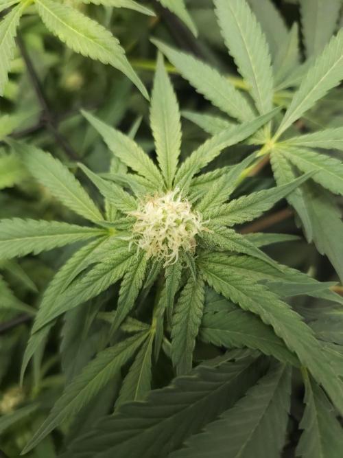 CBD is GREAT! Gush Mints 1:1 - PCG. Week 11