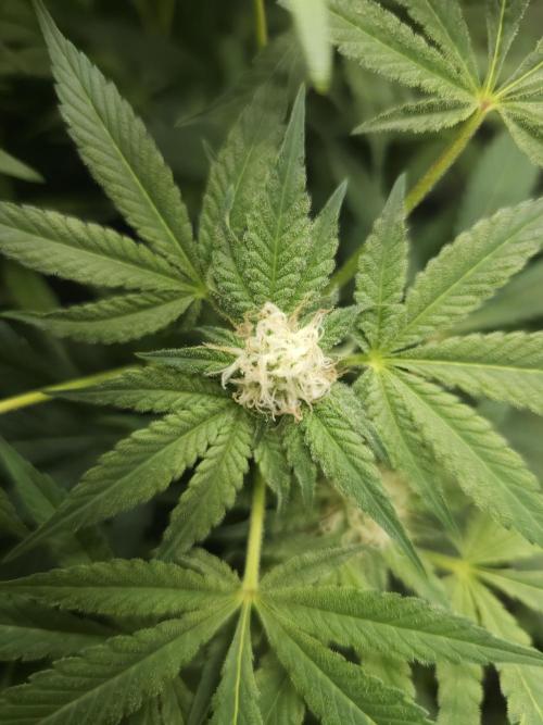 CBD is GREAT! Gush Mints 1:1 - PCG. Week 11