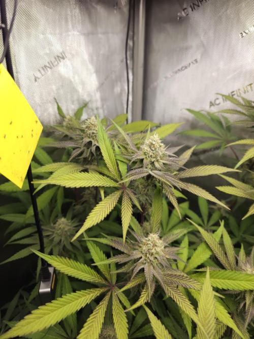 It's going tropical! Papayton - Fastbuds. Week 12