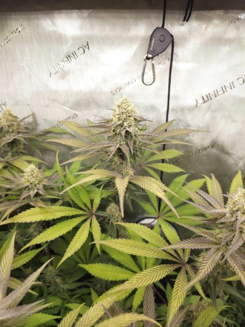 It's going tropical! Papayton - Fastbuds. Week 12