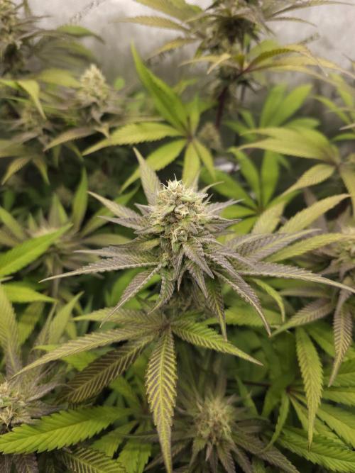 It's going tropical! Papayton - Fastbuds. Week 12