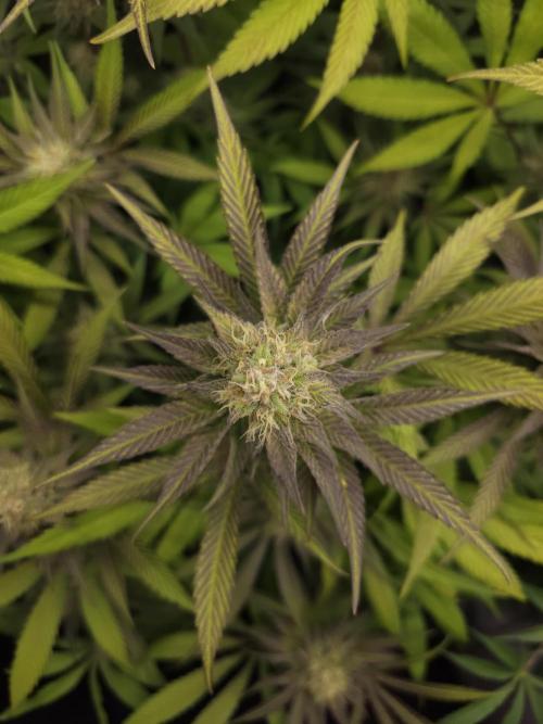 It's going tropical! Papayton - Fastbuds. Week 12