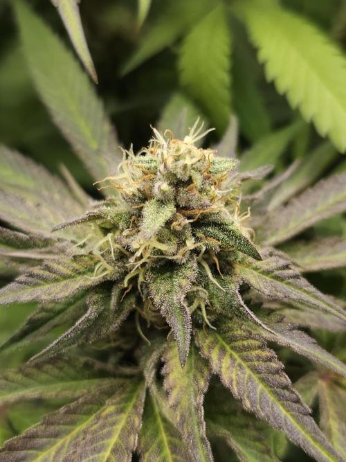 It's going tropical! Papayton - Fastbuds. Week 12