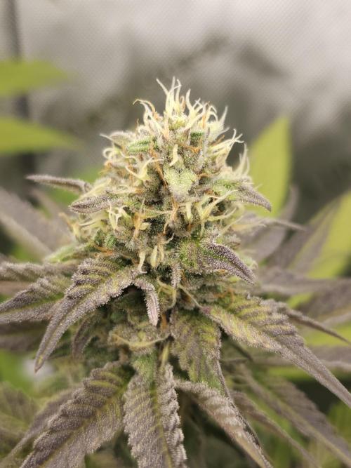 It's going tropical! Papayton - Fastbuds. Week 12