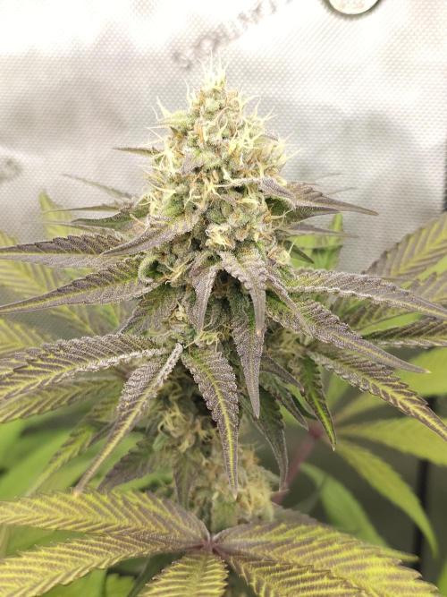 It's going tropical! Papayton - Fastbuds. Week 12