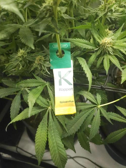 It's going tropical! Papayton - Fastbuds. Week 12