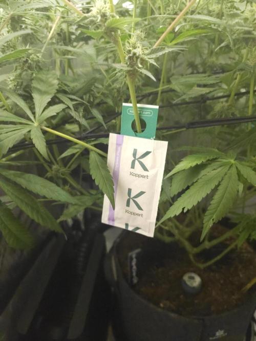 It's going tropical! Papayton - Fastbuds. Week 12