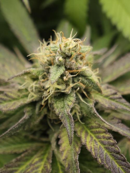 It's going tropical! Papayton - Fastbuds. Week 12