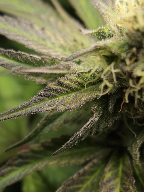 It's going tropical! Papayton - Fastbuds. Week 12