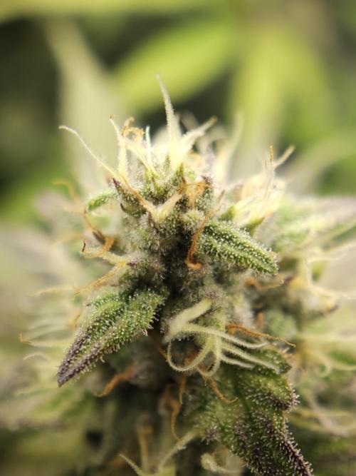 It's going tropical! Papayton - Fastbuds. Week 12