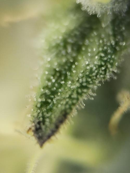 It's going tropical! Papayton - Fastbuds. Week 12