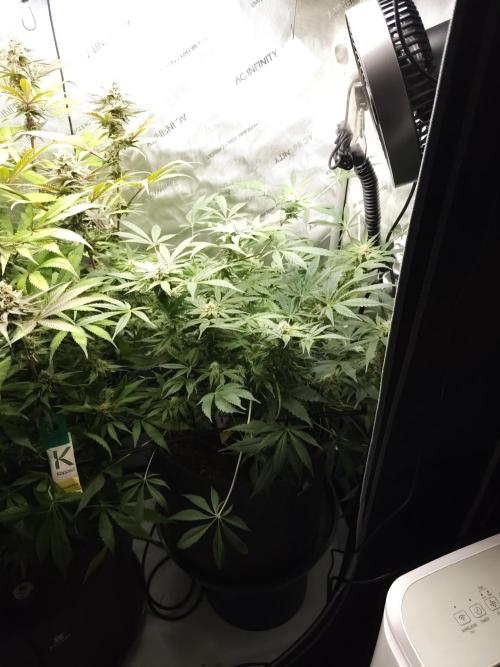 CBD is GREAT! Gush Mints 1:1 - PCG. Week 12