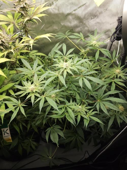 CBD is GREAT! Gush Mints 1:1 - PCG. Week 12