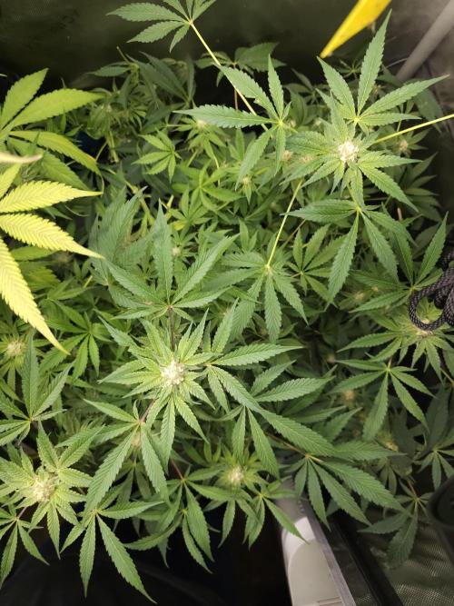 CBD is GREAT! Gush Mints 1:1 - PCG. Week 12