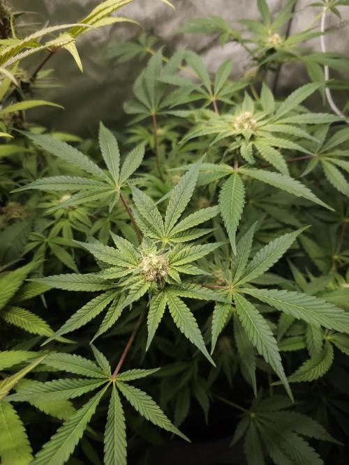 CBD is GREAT! Gush Mints 1:1 - PCG. Week 12