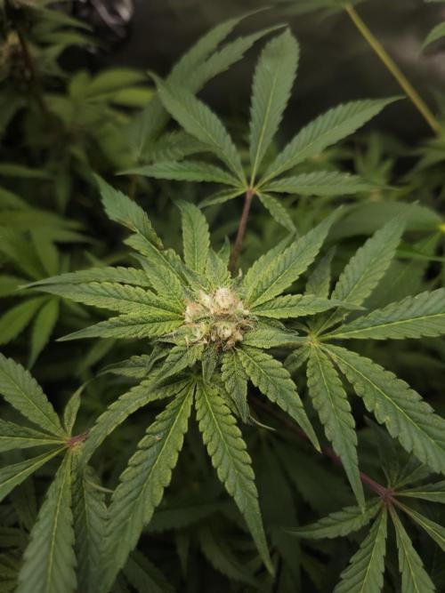 CBD is GREAT! Gush Mints 1:1 - PCG. Week 12