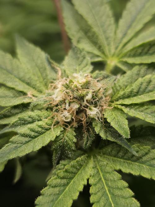 CBD is GREAT! Gush Mints 1:1 - PCG. Week 12