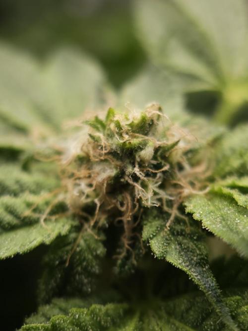 CBD is GREAT! Gush Mints 1:1 - PCG. Week 12