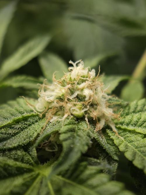 CBD is GREAT! Gush Mints 1:1 - PCG. Week 12