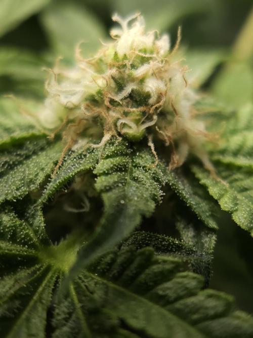 CBD is GREAT! Gush Mints 1:1 - PCG. Week 12