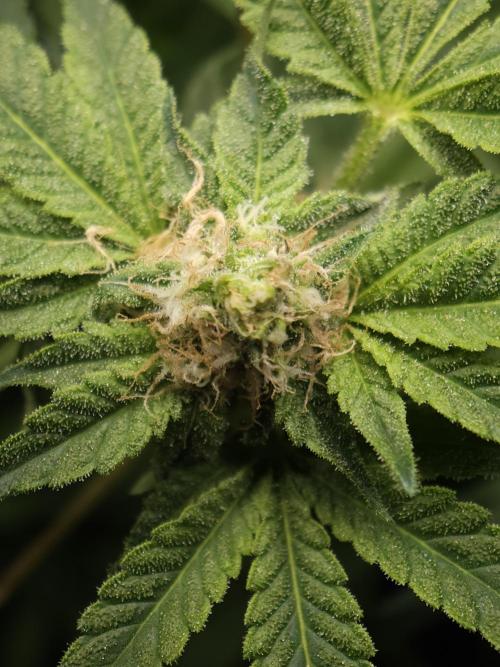 CBD is GREAT! Gush Mints 1:1 - PCG. Week 12