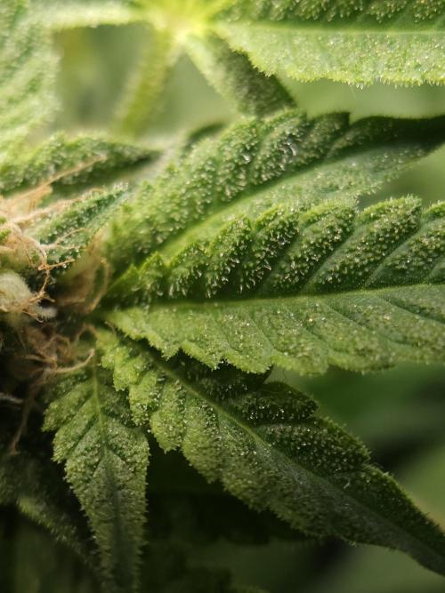 CBD is GREAT! Gush Mints 1:1 - PCG. Week 12