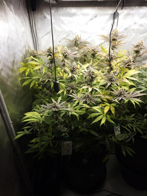 It's going tropical! Papayton - Fastbuds. Week 13