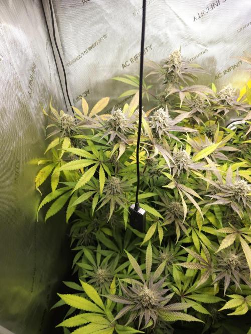 It's going tropical! Papayton - Fastbuds. Week 13