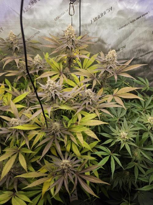 It's going tropical! Papayton - Fastbuds. Week 13