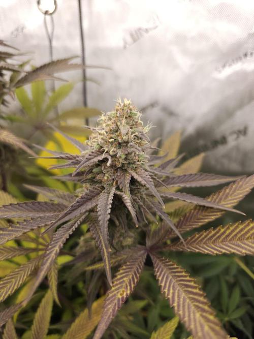 It's going tropical! Papayton - Fastbuds. Week 13