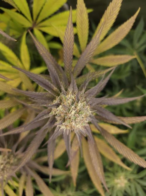 It's going tropical! Papayton - Fastbuds. Week 13