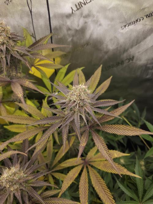 It's going tropical! Papayton - Fastbuds. Week 13